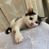 コロコロ愛らしいゆめちゃん サムネイル2