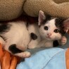 コロコロ愛らしいゆめちゃん サムネイル3