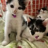 コロコロ愛らしいゆめちゃん サムネイル5