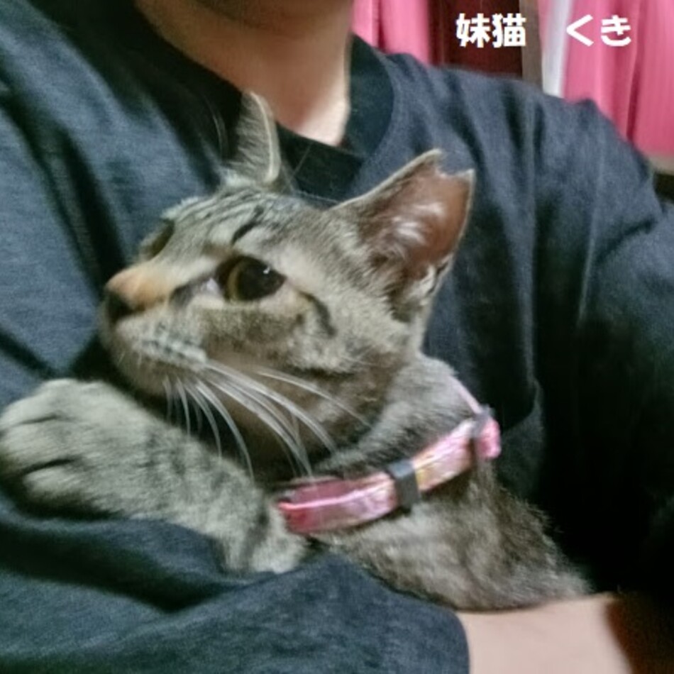 クキのカバー写真