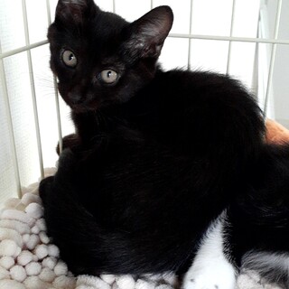 元気いっぱい♪【いっくん(仮名)男の子】