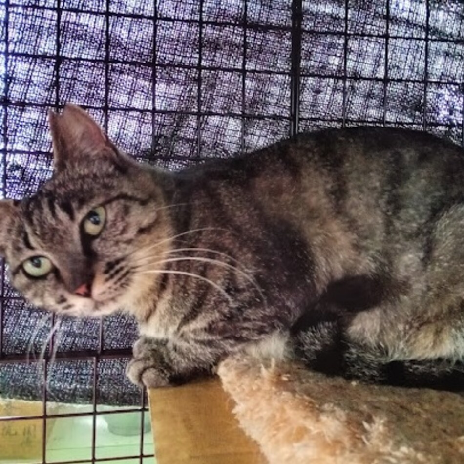 嫁ちゃんのカバー写真