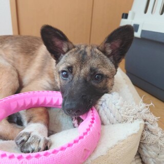 甘えん坊のたける❤野犬にも家族を