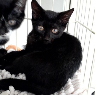 元気いっぱい♪【にこちゃん(仮名)女の子】