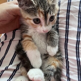 とてもチャーミングなミケ仔猫の乙！