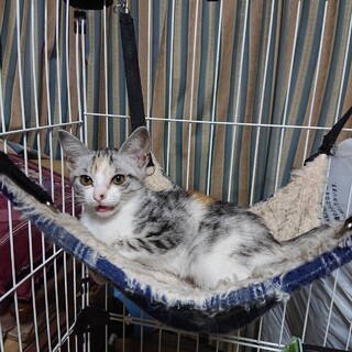 さくら・お鼻がチャームポイント