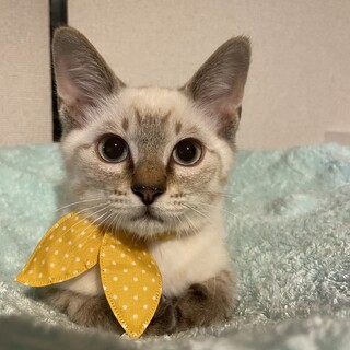 きれいなお目目のシャム系美男子