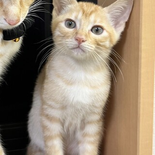 茶トラ♡ オス 3ヶ月