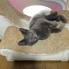 ベタベタ甘えん坊　膝に乗るのが大好き　ベル君 サムネイル2