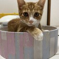 可愛い茶トラ男子☆