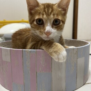 可愛い茶トラ男子☆