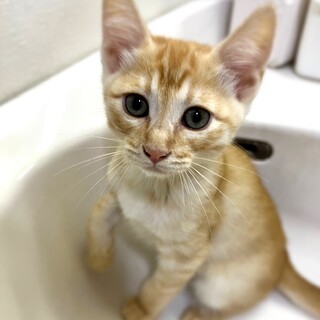 茶トラ♡ オス 3ヶ月