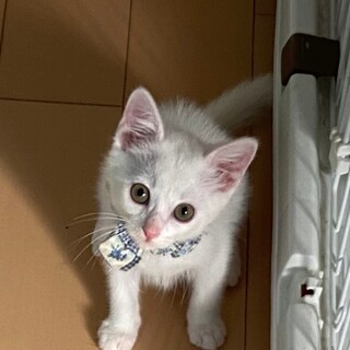 好奇心旺盛で天真爛漫な男の子