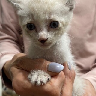 元気いっぱい５兄妹☆シトラス君