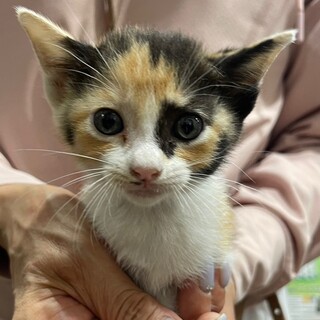 元気いっぱい５兄妹☆せとかちゃん