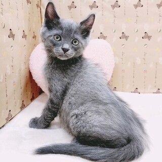 【7/23東日本橋】グレーの子猫♥️ぐーぐーくん