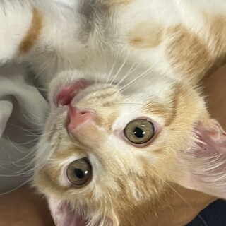 とろけるほどにあま～い男の子