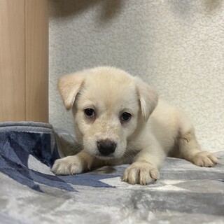 いったん募集停止　1ヶ月