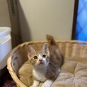 2ヶ月半兄妹②茶白白足袋を履いた男の子