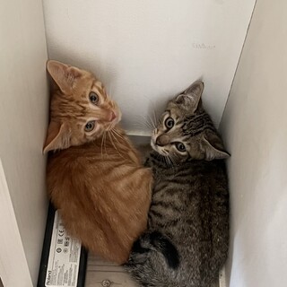 2匹一緒に！子猫の里親になってください