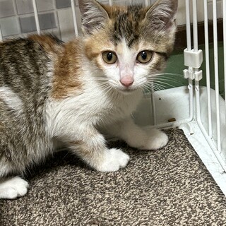 2ヶ月　三毛猫　美猫　まいちゃん