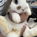 【募集停止中】抱っこ可♪ふわふわ　ロップイヤー♂