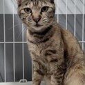 31日‼処分対象・飼主持込♀命を繋ぎたい・キジ三毛
