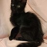 長毛黒猫 サムネイル2
