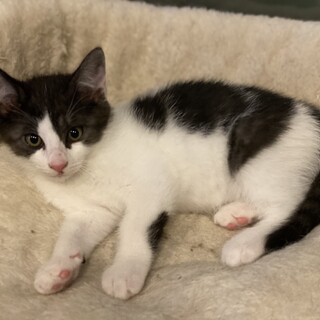 マイペースなハチワレ☆トミー♂ #チームあけぼの