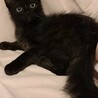 長毛黒猫 サムネイル4
