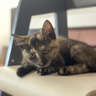 ✨里親さんが決まりました［アモちゃん］