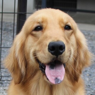 3歳6ヵ月女の子※大型犬飼育経験者のみ