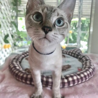 7/30(日)お見合い会参加 シャムMIXネイビー