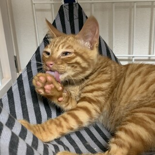 仲良し5兄妹【ハース】くん✨