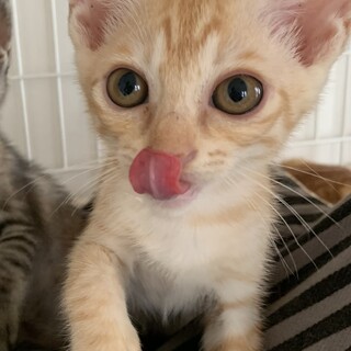 【里親決定】仲良し5兄妹【ビスちゃん】