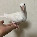 ギンバト