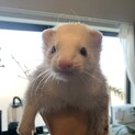 里親様決まりました。