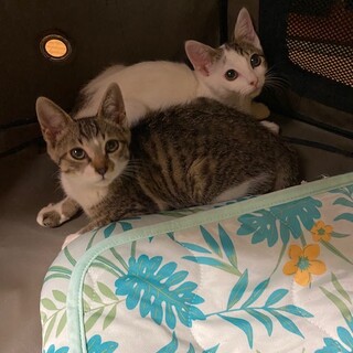 ４匹保護しました。