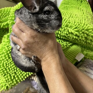 チンチラ スタンダードグレー　男の子　お話し中