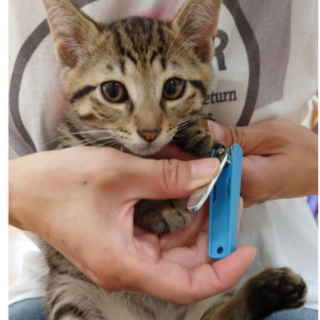 （お見合い決定！）兄弟『ハンサム』♂