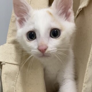 スタイリッシュな白茶くん♫