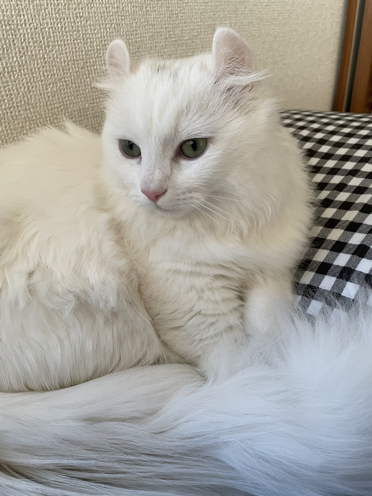 白猫長毛短足 男の子です。」神奈川県 - 猫の里親募集(463680