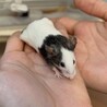 つぶらな瞳♡ パンダマウス　メス サムネイル2