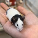 つぶらな瞳♡ パンダマウス　メス