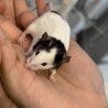 つぶらな瞳♡ パンダマウス　メス サムネイル3