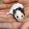 つぶらな瞳♡ パンダマウス　メス サムネイル4