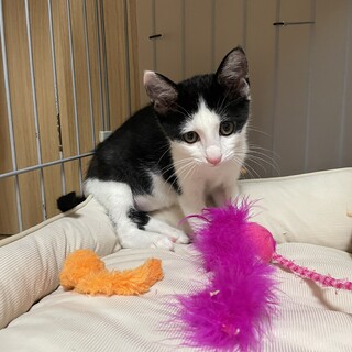 車のエンジンルームに３日間もいたハチワレ君