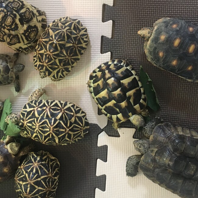 ゆずダイチみかんのカバー写真
