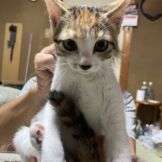 ミケ白4ヶ月ツンデレ女子♡