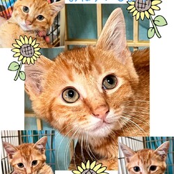 ねこらいく譲渡会